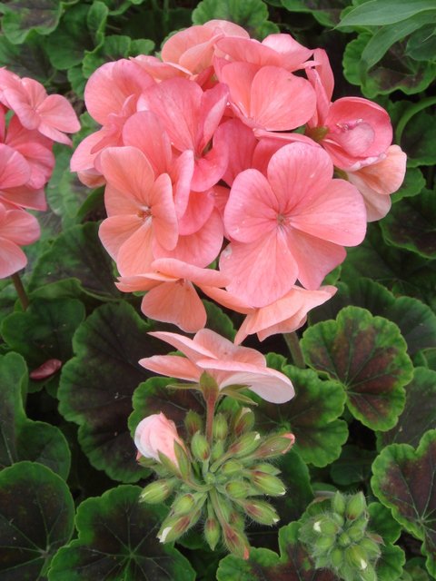 Pelargonium zonale 'Bulls Eyes saumon' fleur